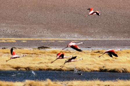Flamingos beim Start